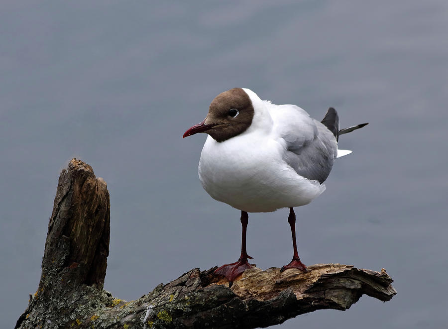 Black Headed Gull Summer Photograph by Jeff Townsend