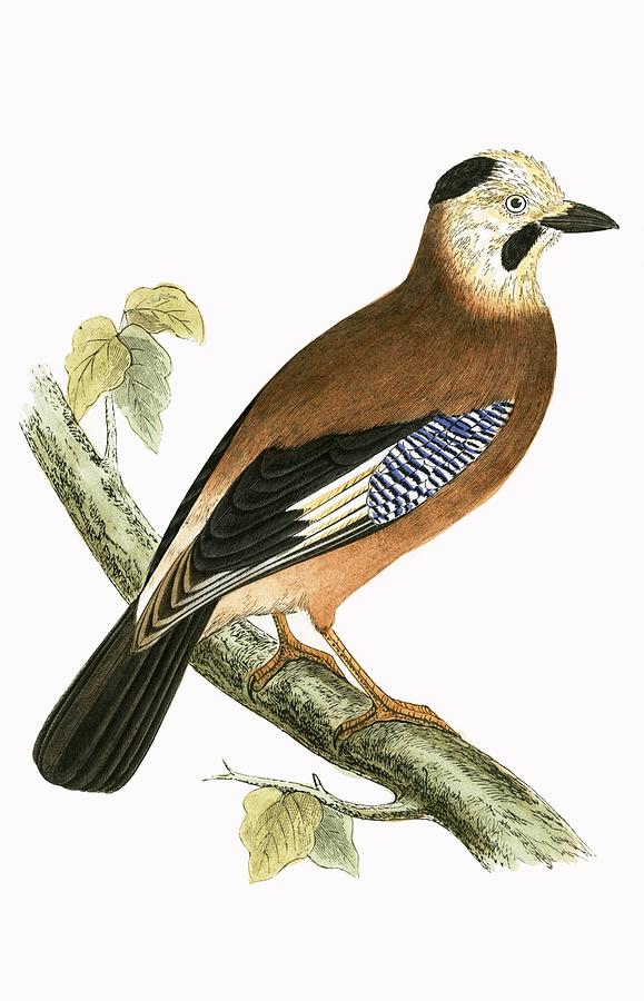 Nature Painting - Black Headed Jay by English School