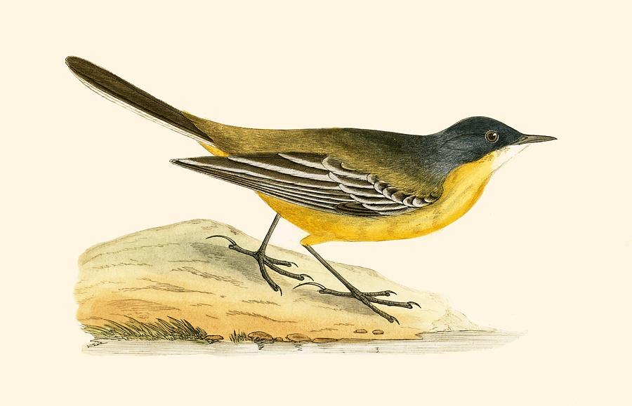 Nature Painting - Black Headed Yellow Wagtail by English School
