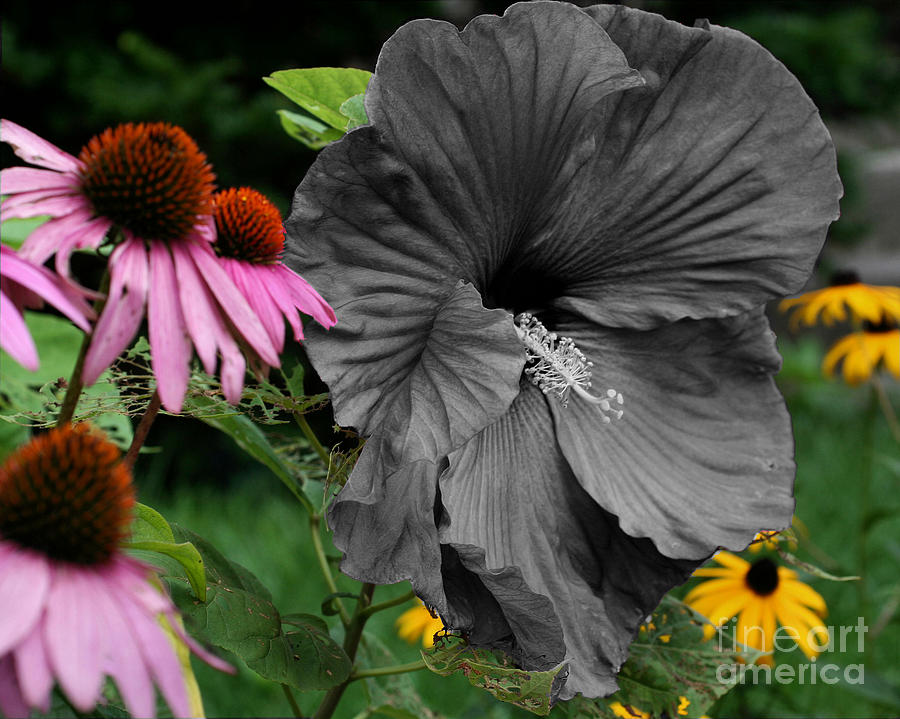 Black Hibiscus Photograph by Smilin Eyes Treasures