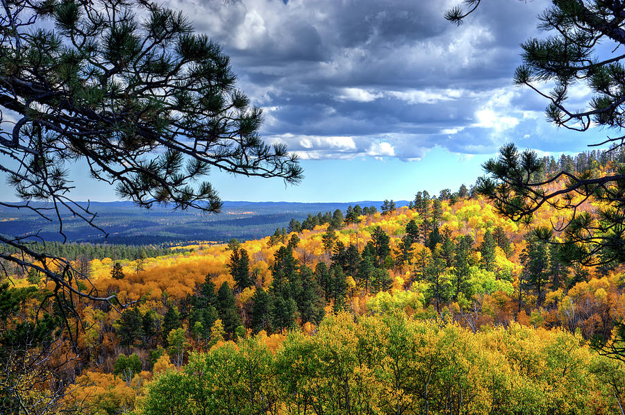 Black Hills Autumn Photograph by Fiskr Larsen