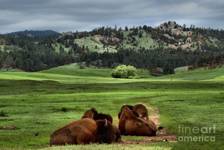 Black Hills Bison Photograph by Adam Jewell