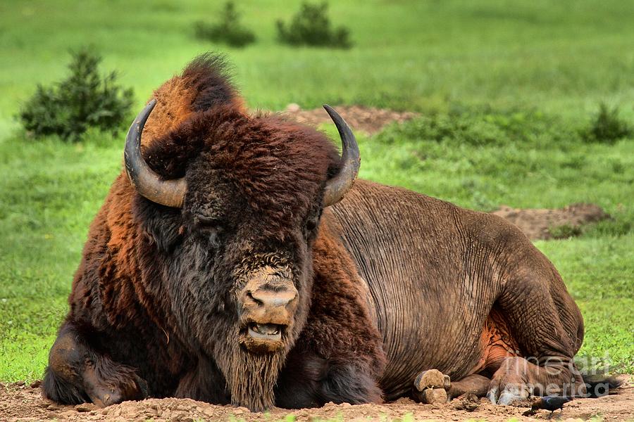 Black Hills Bison At Rest Photograph by Adam Jewell