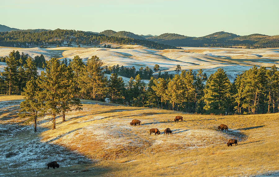 Black Hills Bison before sunset by Bill Gabbert Black Hills Bison before sunset by Bill Gabbert