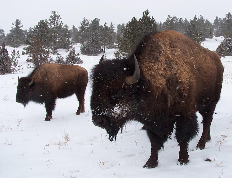 Black Hills Bison Photograph by JK Dooley