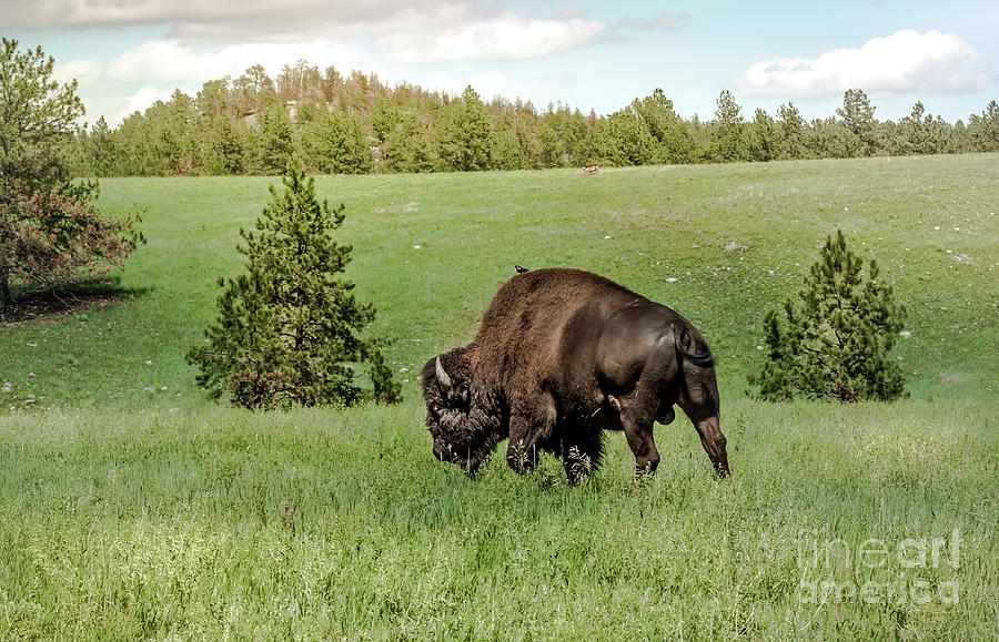 Black Hills Bull Bison Photograph by Robert Frederick