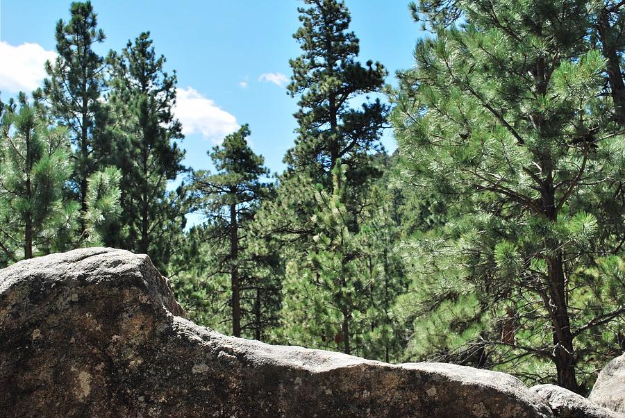 Tree Photograph - Black Hills Forest View Rocky Foreground by Matt Quest