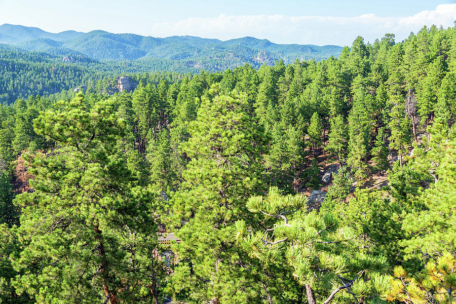 Black Hills National Forest Photograph by Jess Kraft