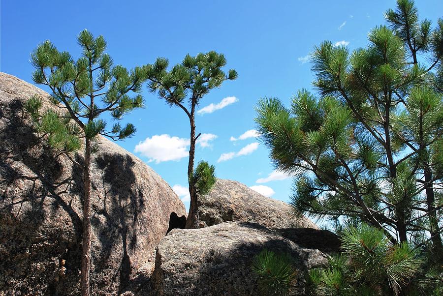 Tree Photograph - Black Hills Rocks and Trees by Matt Quest
