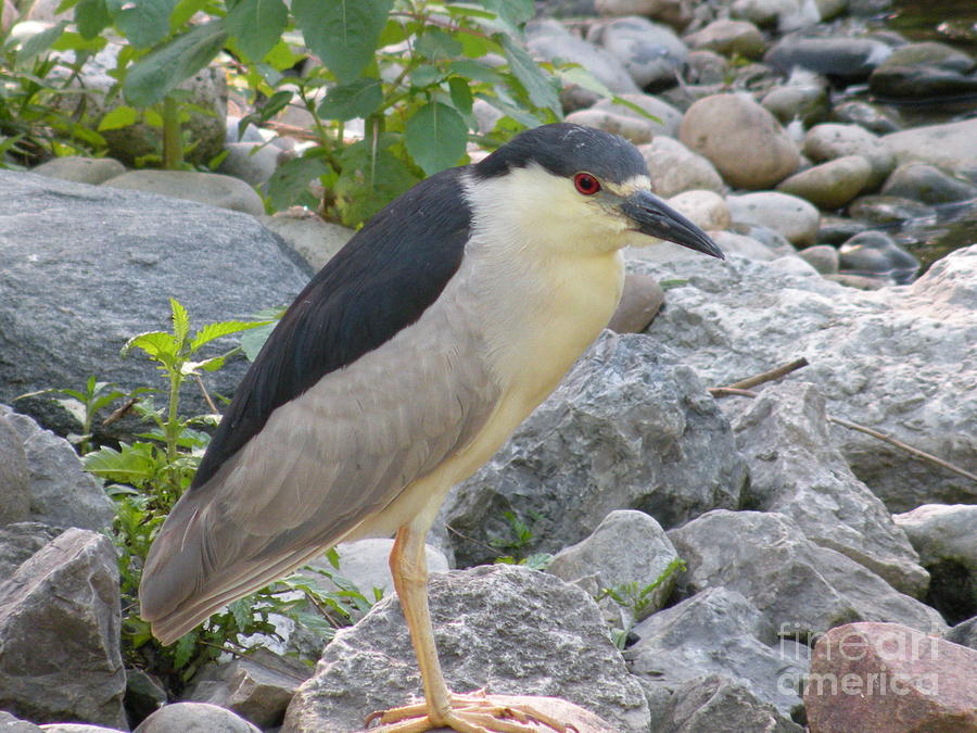 Black Hooded Night Heron by Joanne Young Black Hooded Night Heron by Joanne Young