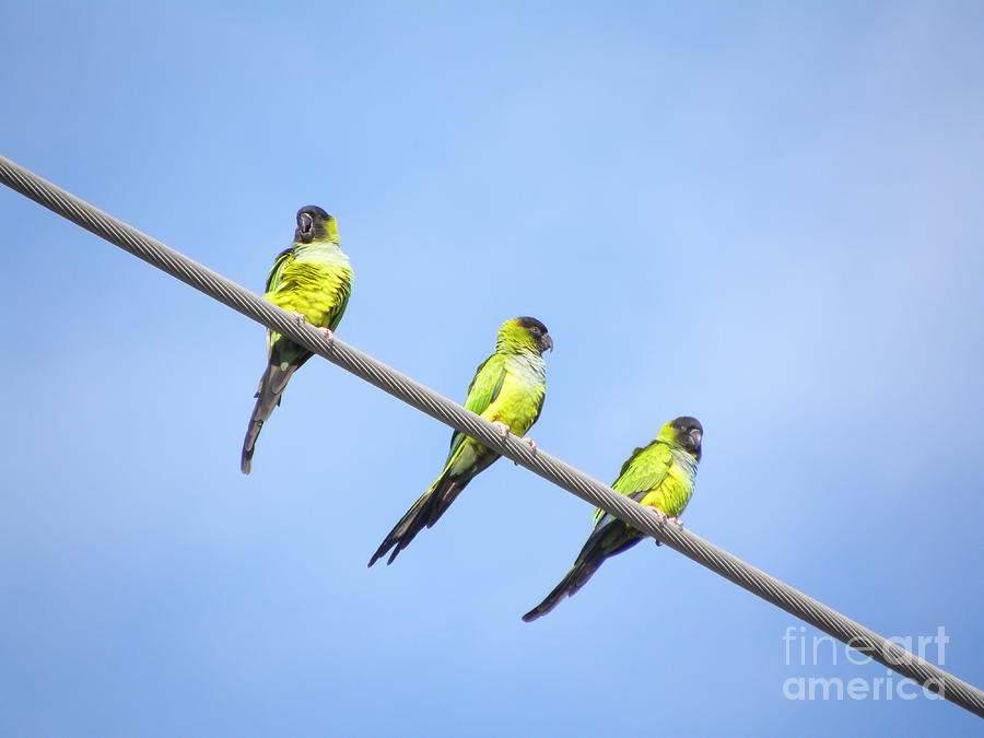 Black Hooded Parakeet Trio Photograph by Terri Mills