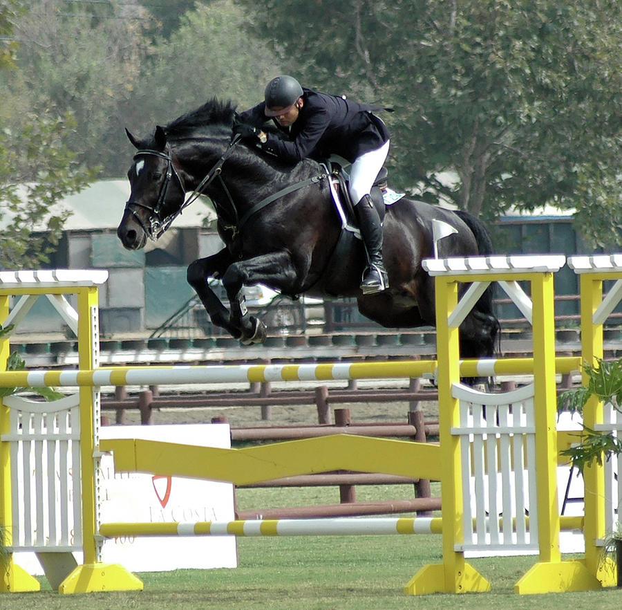 black show jumping horses
