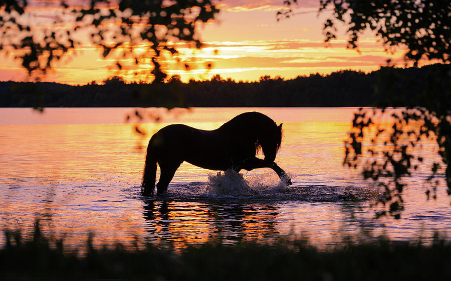 Black Horse Bathing in Sunset River Photograph by Ekaterina Druz