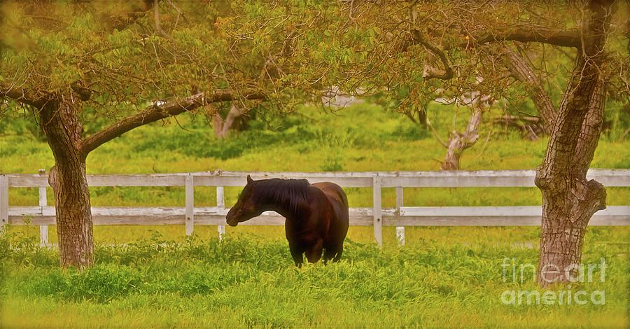 Black Horse Deep in Green Ojai Photograph by Gus McCrea