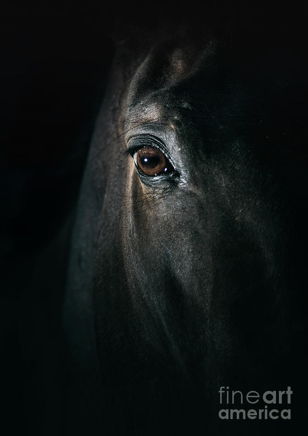 Black horse eye Beautiful close up Photograph by Dimitar Hristov