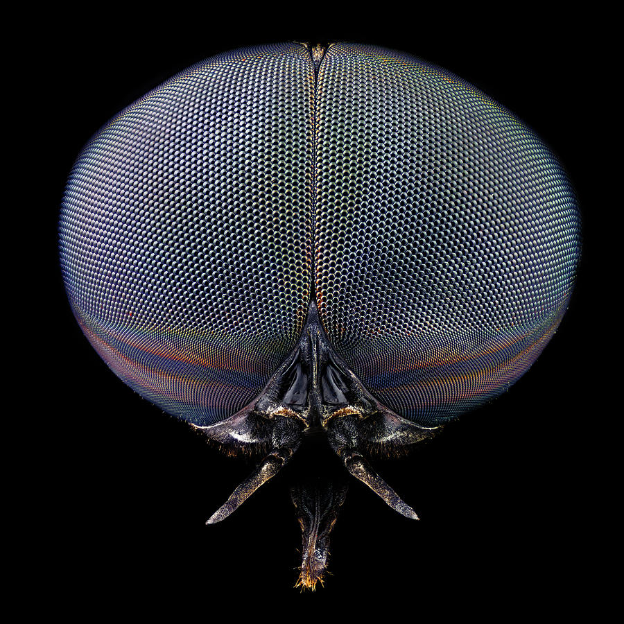 Black horse fly - Full Frontal Photograph by Mihai Andritoiu