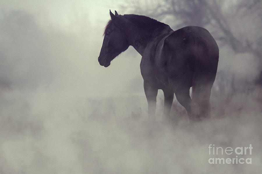 Black horse in the dark mist Photograph by Dimitar Hristov