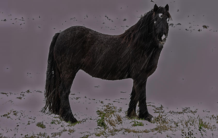 Black Horse In The Snow Photograph by Scott Lyons