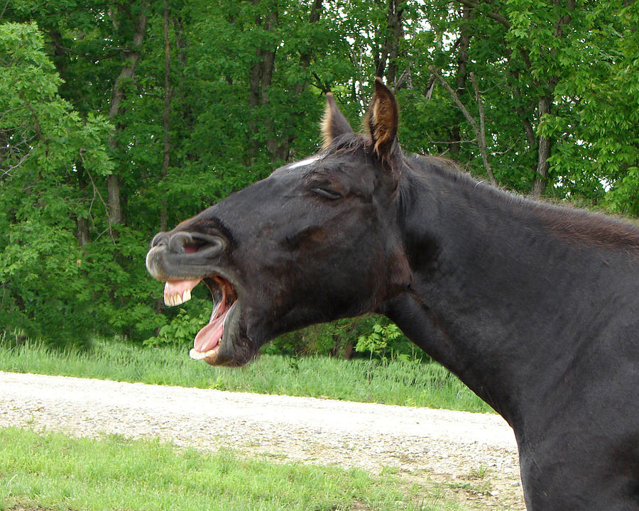Black Horse Laughs Digital Art by Jana Russon
