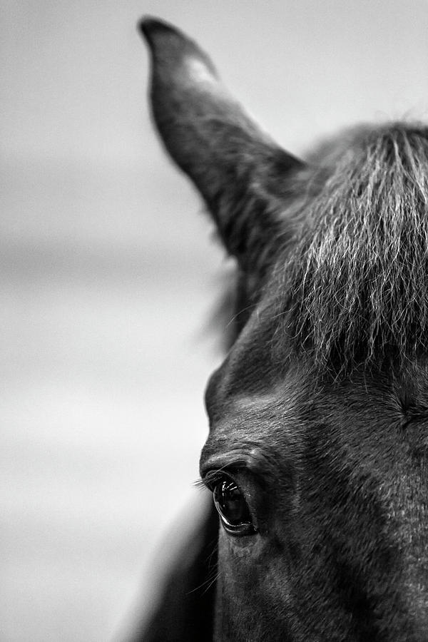 Black horse Photograph by Mike Santis