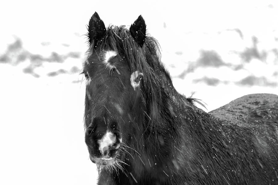 Black Horse Staring In The Snow Black and White Photograph by Scott Lyons
