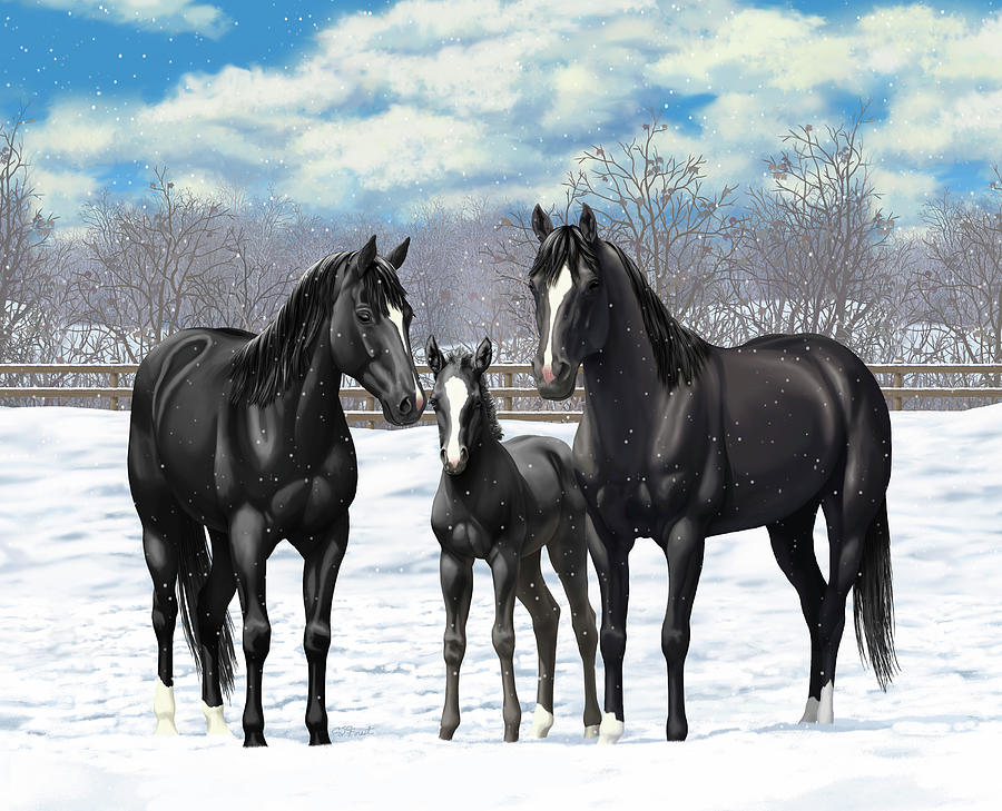 Black Horses In Winter Pasture Painting by Crista Forest