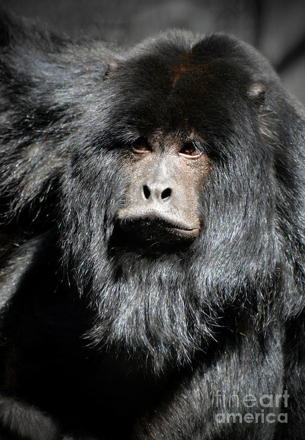 Black Howler Monkey Portrait Photograph by Savannah Gibbs