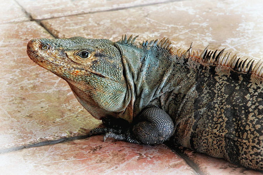Black Iguana Photograph by Carolyn Derstine