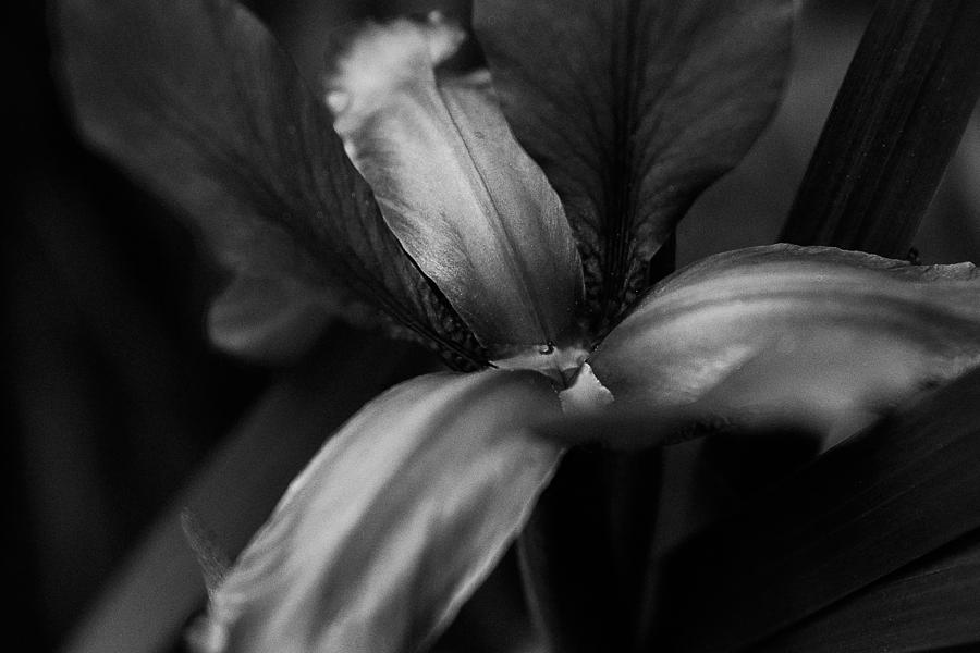Flower Photograph - Black Iris #1 by Kimber Lee