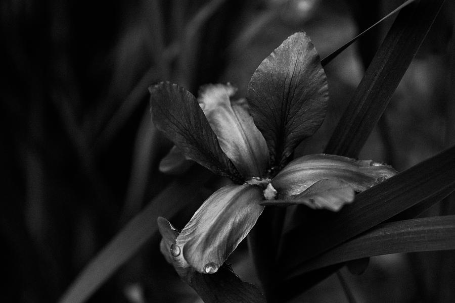 Iris Photograph - Black Iris #2 by Kimber Lee