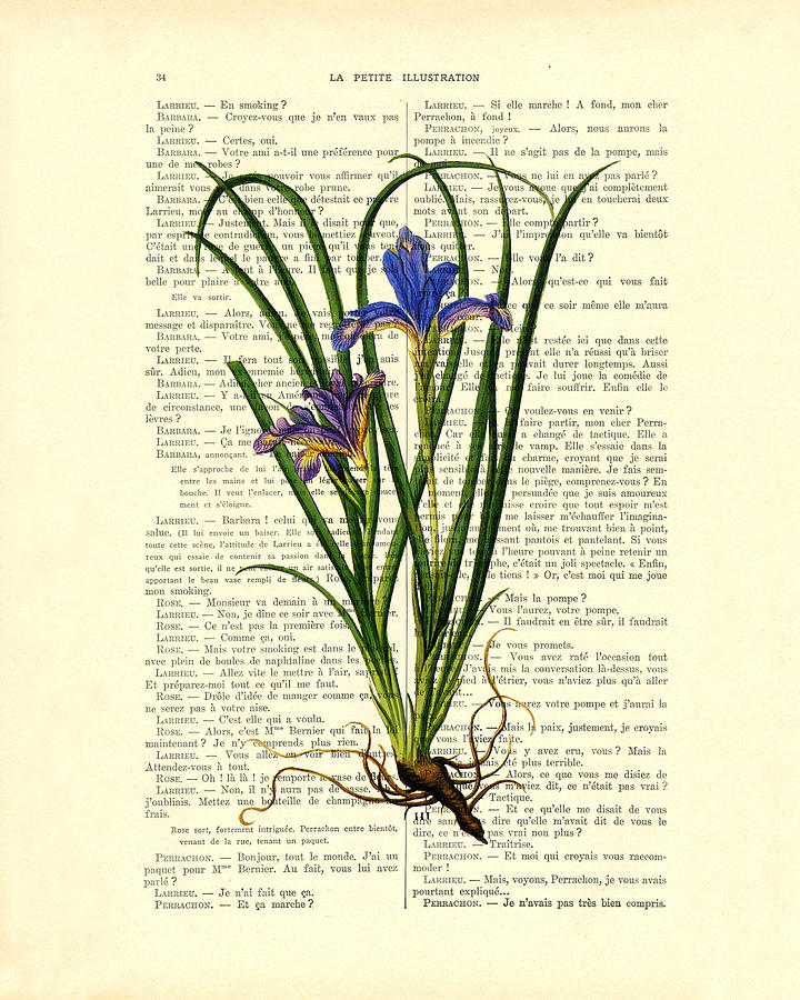 Iris Digital Art - Black iris antique illustration on Dictionary page by Madame Memento