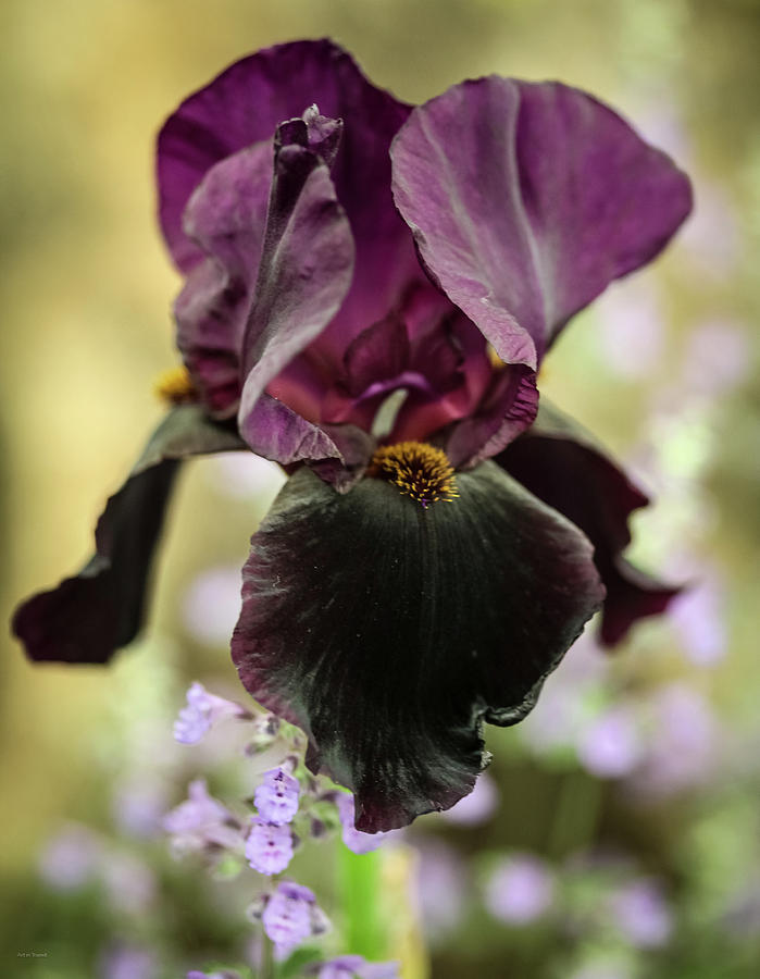 Iris Photograph - Black Iris by Ross Henton