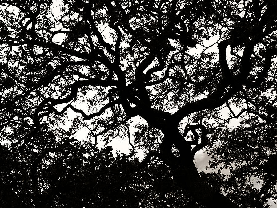 Black Jack Oak Photograph by Marilyn Hunt