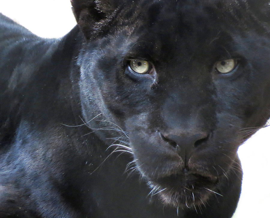 Black Jaguar Photograph by Laurel Powell
