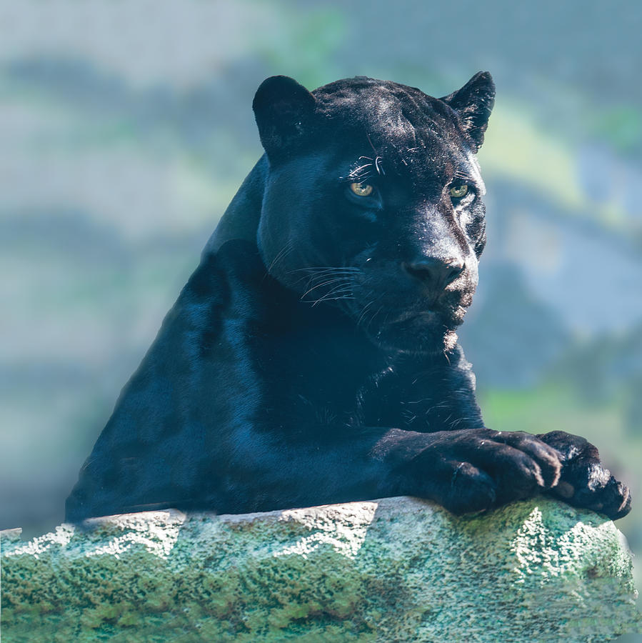 Black Jaguar Portrait Photograph by William Bitman