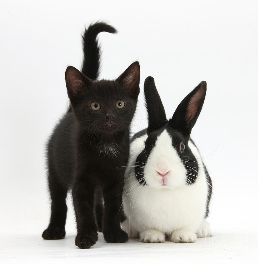 Black Kitten And Dutch Rabbit Photograph by Mark Taylor
