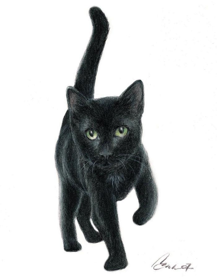 Black store kitten drawing