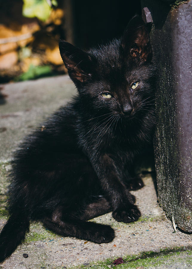 Black Kitten In The Sun Photograph