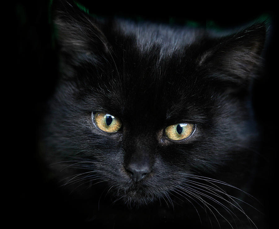 Black Kitten Photograph by Olena Ivanova - Fine Art America