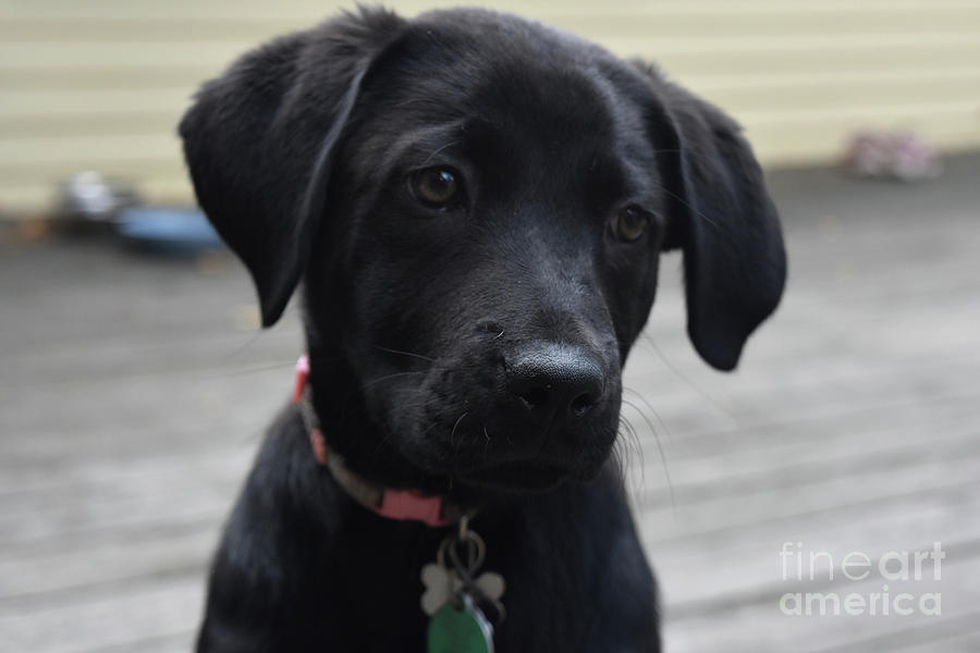 Black Lab Pup With His Head Slightly Tilted Photograph by DejaVu Designs