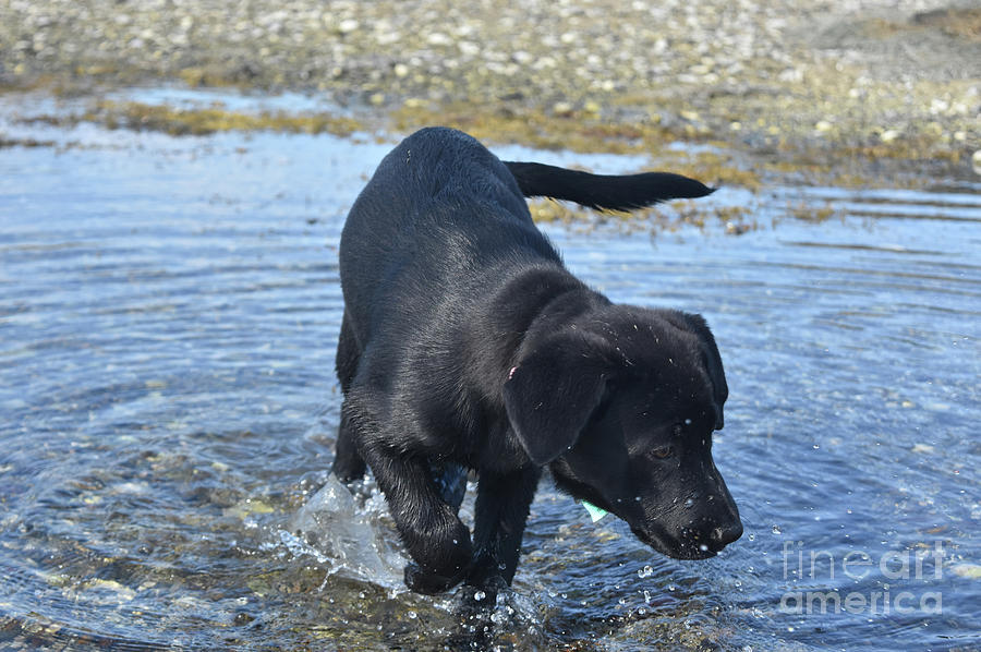 Black Lab Puppy Wading in Shallow Ocean Waters Photograph by DejaVu Designs