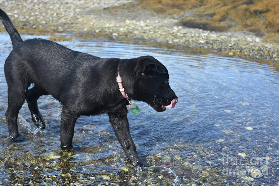 Black Lab Puppy Walking in Shallow Water Licking His Nose Photograph by DejaVu Designs