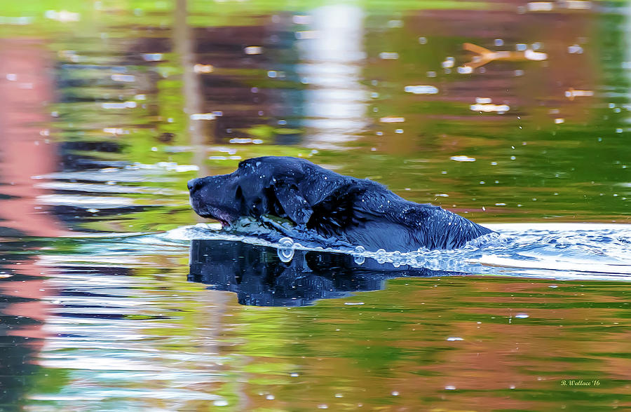 Black Lab Retrieving  Photograph by Brian Wallace
