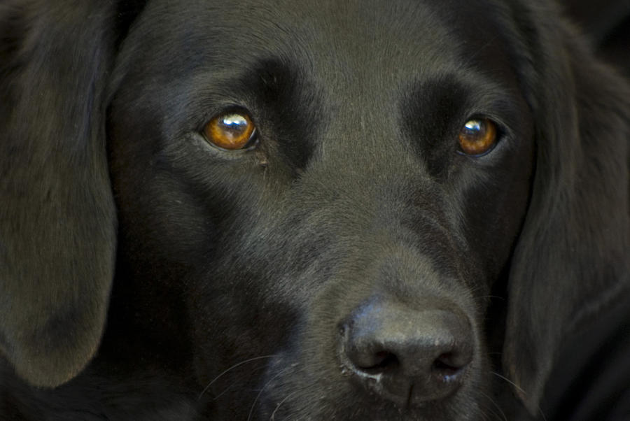 Dog Photograph - Black Labrador Dog by Pixie Copley