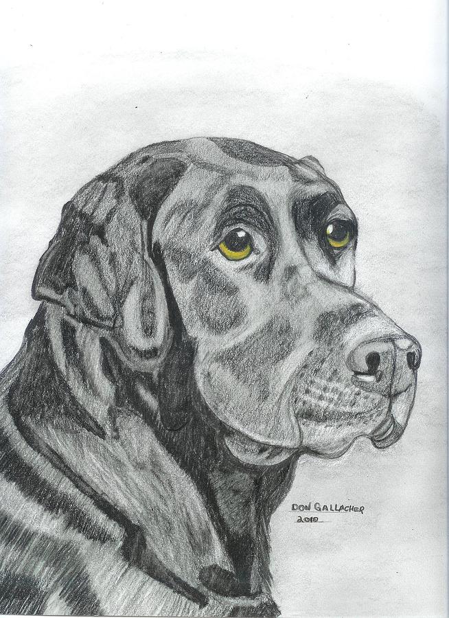 Nature Drawing - Black Labrador by Don  Gallacher