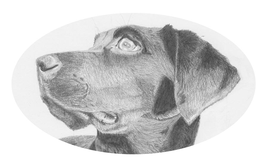 Dog Drawing - Black Labrador Retriever Headshot by David Smith
