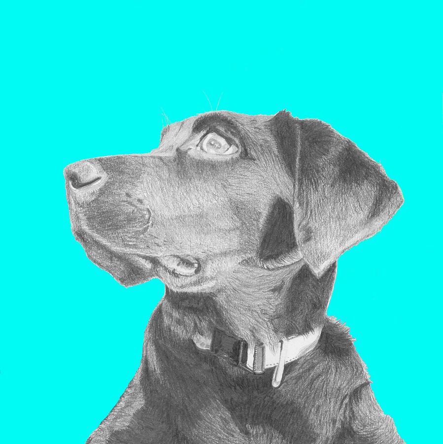 Dog Drawing - Black Labrador Retriever in Blue Headshot by David Smith
