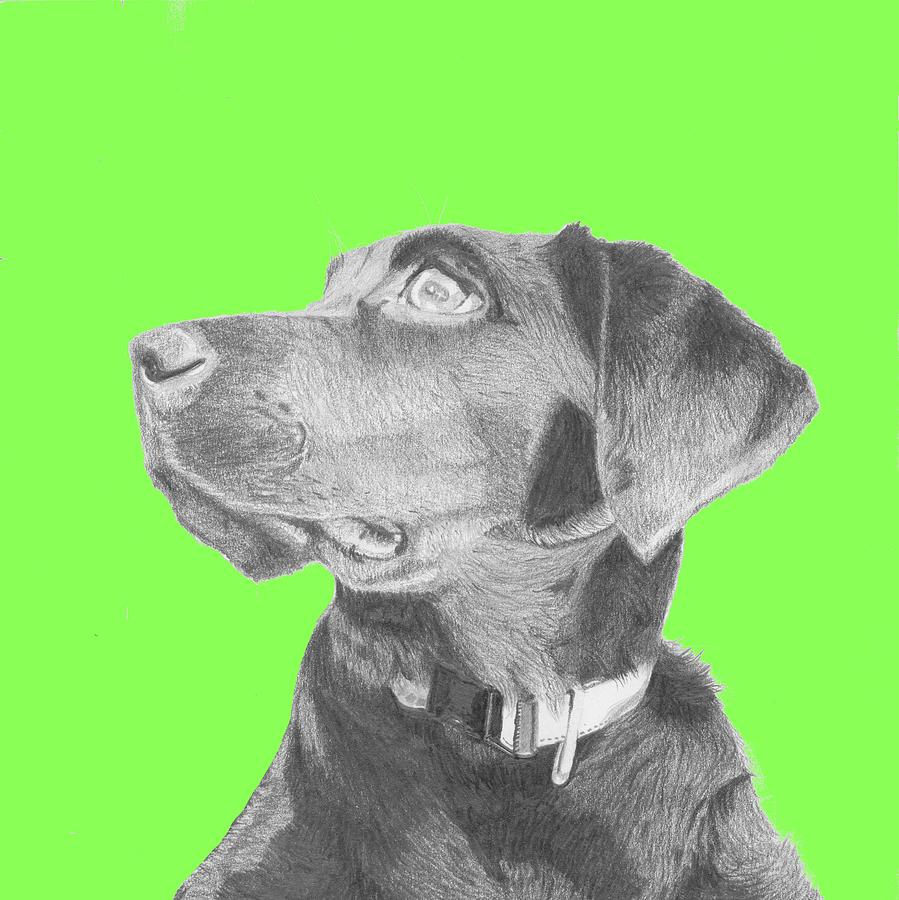 Dog Drawing - Black Labrador Retriever in Green Headshot by David Smith