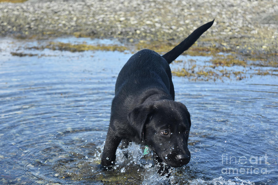Black Labrador Retriever Puppy Dog Playing in the Ocean Photograph by DejaVu Designs