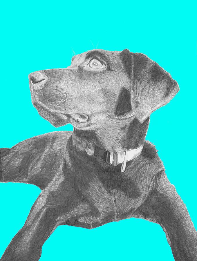 Dog Drawing - Black Labrador Retriever With Blue Background by David Smith